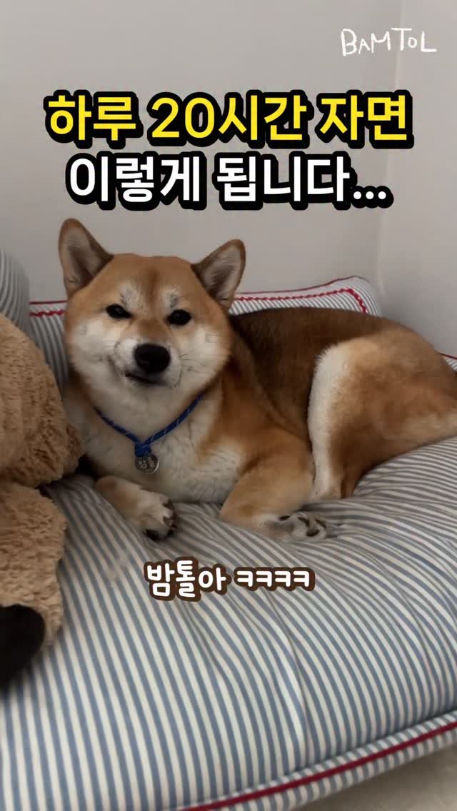 sosimbamtol 게시물 이미지: 그만 주무세요 선생님…🐶
밤톨이가 자다가 일어났는데
입이 삐뚤어졌어요
똑같은 자세로...
