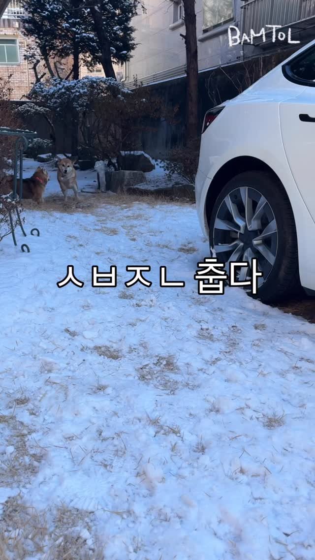 sosimbamtol 게시물 이미지: 너무 추워서 노는 것도 사양 함
집에 들어가는 데 0.0001초밖에 안...