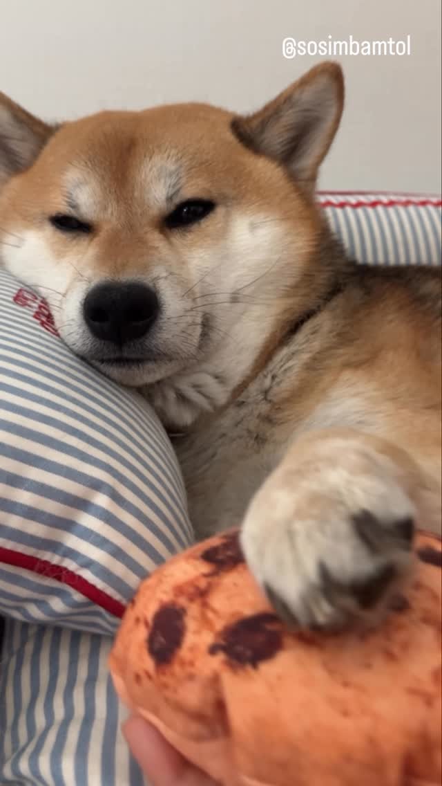 sosimbamtol 게시물 이미지: 무심한 DJ BAMTOL

#dj #dog