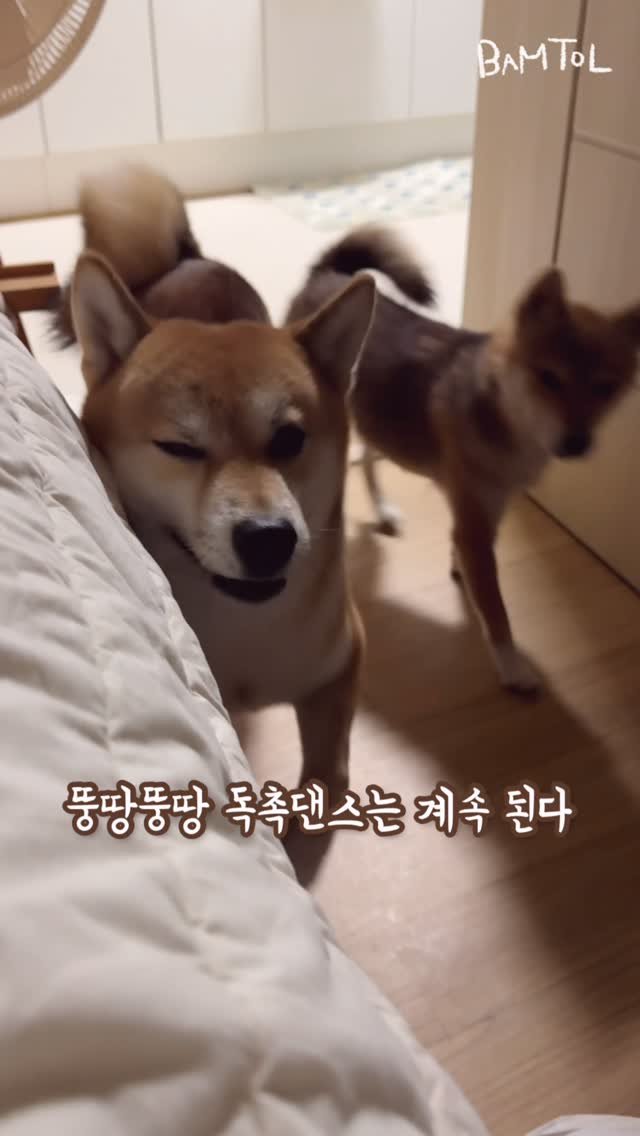 sosimbamtol 게시물 이미지: 뚱땅뚱땅 독촉댄스는 계속 된다…🌰🍞
밤톨이 밤빵이 
우리집 독촉 남매...