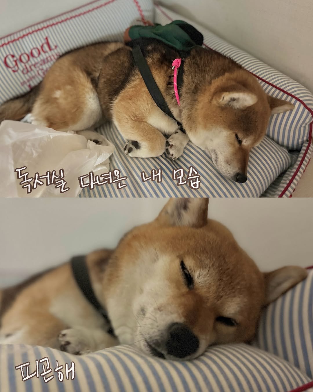 Photo shared by 뚱땅뚱땅 밤톨밤빵🌰🍞 on April 19, 2026 tagging @bread.bam. May be an image of ‎sleeping, pet and ‎text that says '‎good. Good Setscini 독셔릴 다녀몬 내모습 ا LH 피곤해‎'‎‎.