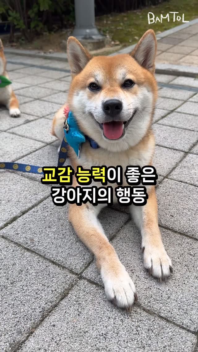 sosimbamtol 게시물 이미지: 이렇게 웃으면서 바라보면🐶
밤톨엄니는 무한행복💖

집에서 진지하게 쳐다볼...