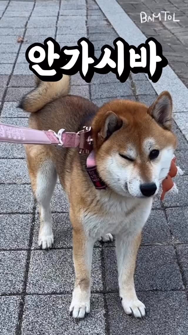 sosimbamtol 게시물 이미지: 아들맘은 목소리가 커…🤭
밤톨아 엄마말 잘 듣자

#아들맘 #시바견