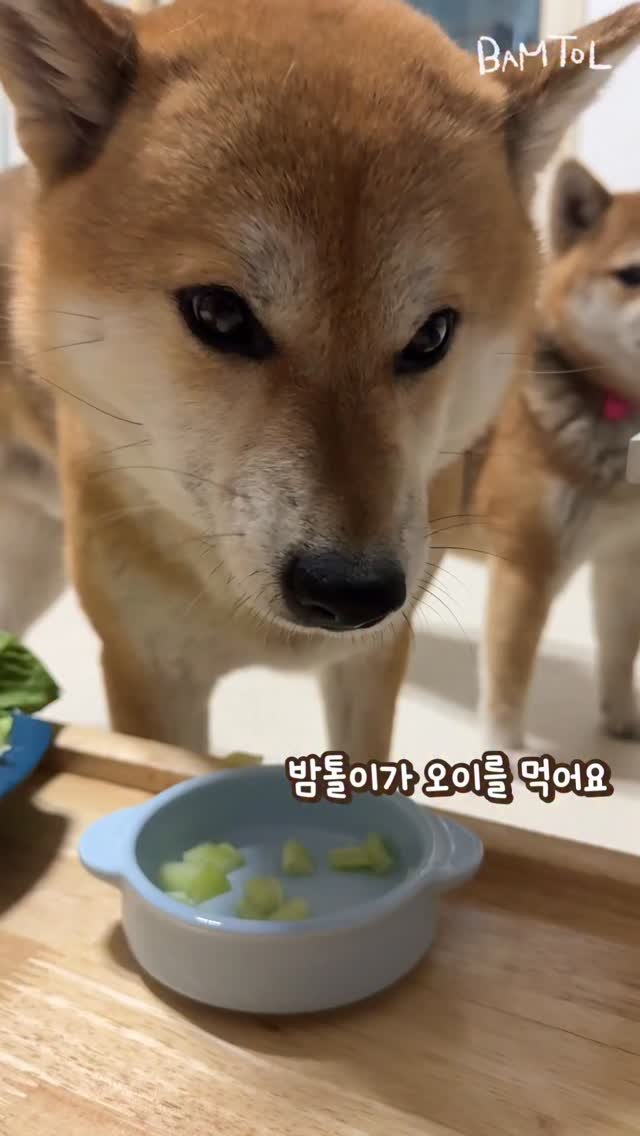 sosimbamtol 게시물 이미지: 오이를 먹어보세요🥒
밤톨이의 사각사각 오이 먹방
채소를 싫어하는 강아지가
먼저...