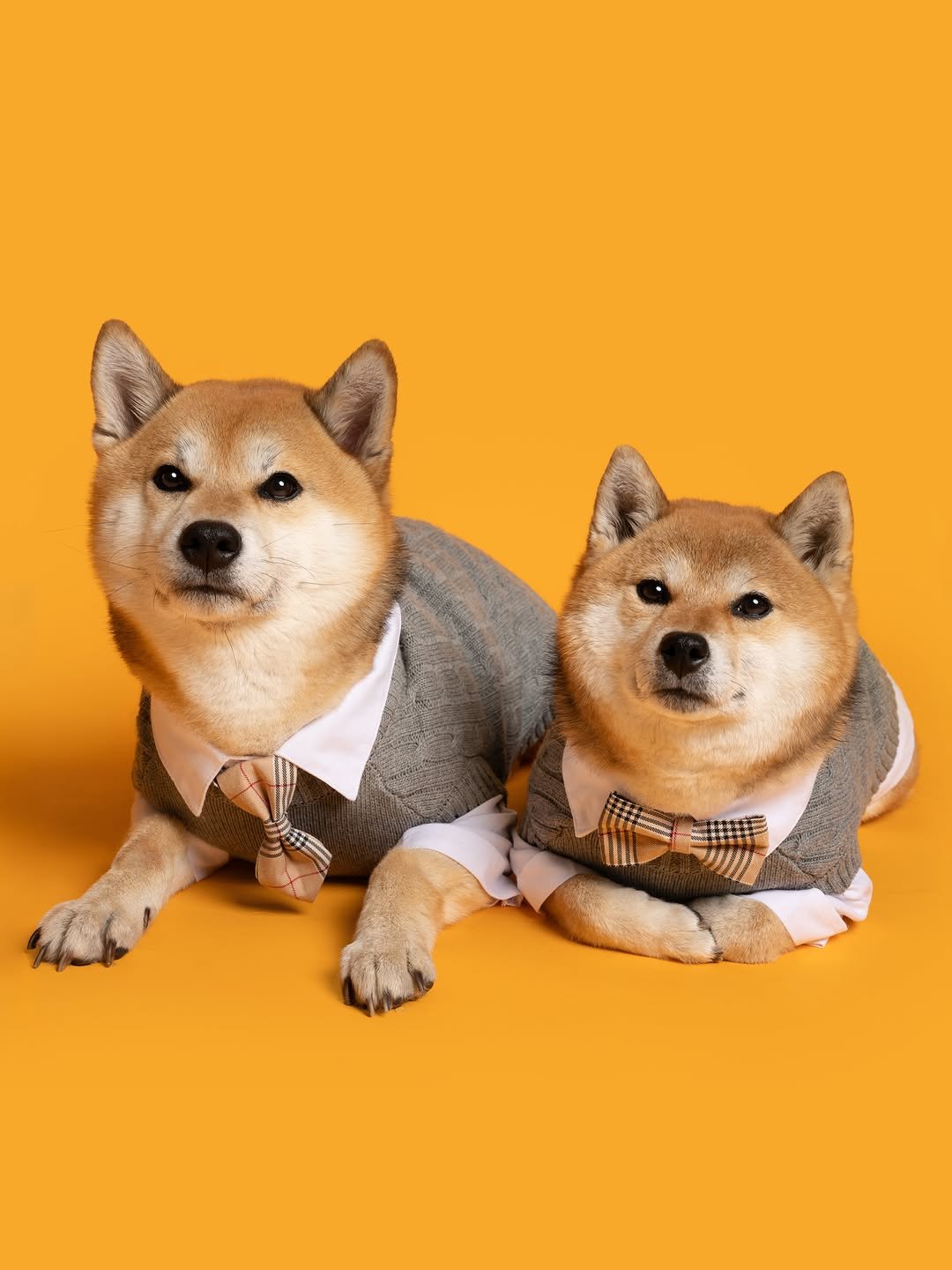 sosimbamtol 게시물 이미지: 개린이들 학교간다🧡
밤톨 밤빵 교복입고 어리둥절🐶
학생증도 받아버려서
이제 학교가서...