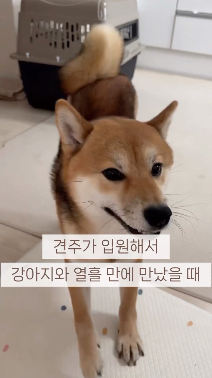 sosimbamtol 게시물 이미지: 견주와 열흘 만에 만난 강아지 반응
편집 다 하고 나니까 괜히 눈시울이...