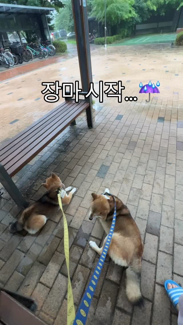 sosimbamtol 게시물 이미지: 집에는..? 쉬는..?
#장마