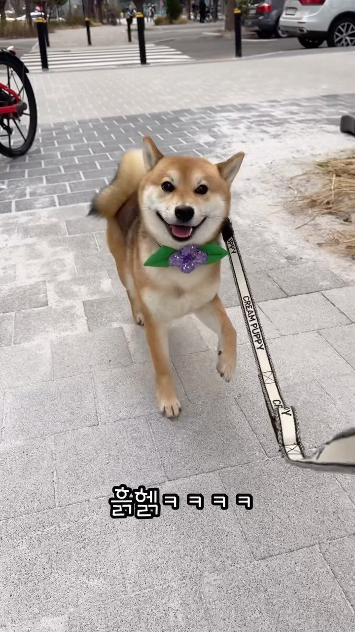 sosimbamtol 게시물 이미지: 갑자기 얼음이 된 밤톨이🐶?
뚱땅뚱땅 스텝 밟기🤎
시동 거는 중ㅋㅋㅋ
재롱둥이...