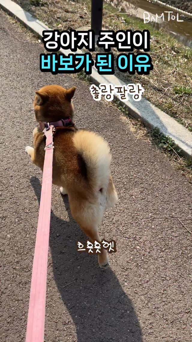 sosimbamtol 게시물 이미지: 뚱땅뚱땅 촐랑팔랑 거리는 밤톨이와🐾
그 모습을 보고 너무 귀여워서
바보웃음 나오는...