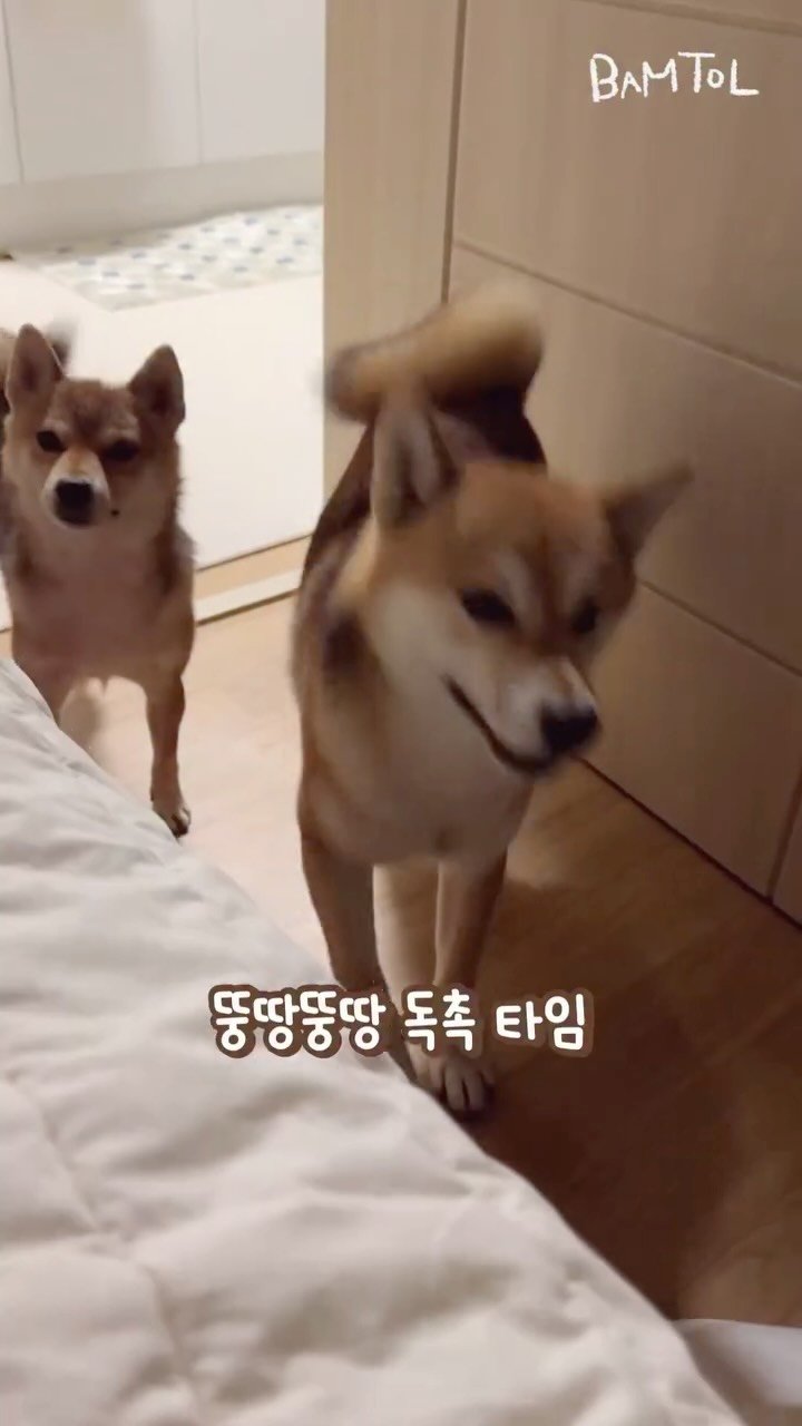 sosimbamtol 게시물 이미지: 시바견 남매가 제 방에 찾아온 이유…🐾
를 아시는 분 계시나요?🤣

#시바견...