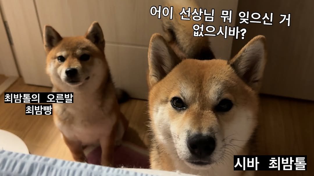 Photo shared by 뚱땅뚱땅 시바견 밤톨이 on September 16, 2025 tagging @bread.bam. May be an image of pet, pie and text that says '어이 선상님 뭐 잊으신 거 없으시바? 최밤톨의 오른발 최밤빵 시바 최밤톨'.