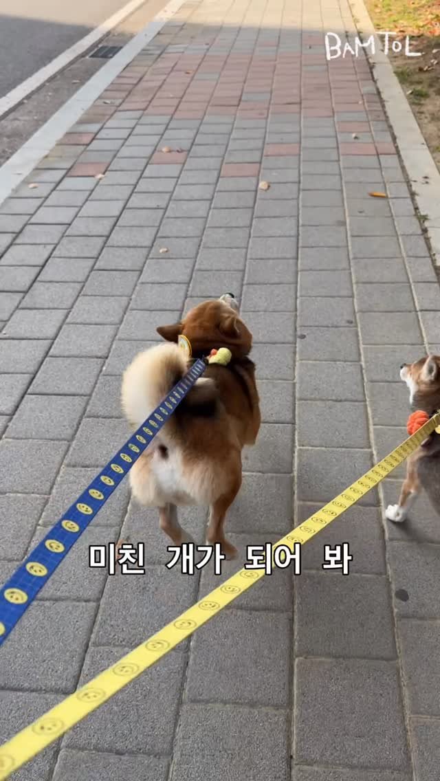 sosimbamtol 게시물 이미지: 미친 귀여움 보여줄개🐶

🌰최밤톨
뚱땅뚱땅 발재간의 귀재🐾

🍞최밤빵...
