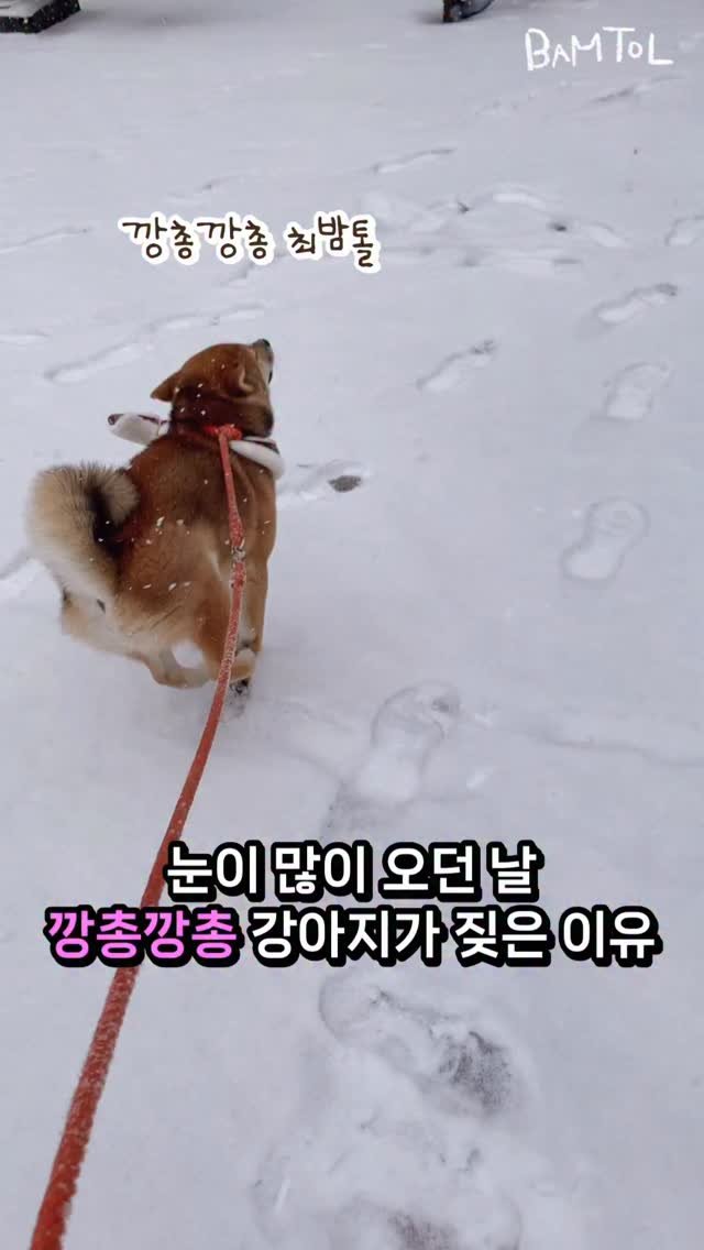sosimbamtol 게시물 이미지: 강아지인지🐶 토끼인지🐰
10개월 꼬맹이 밤톨이 시절❤️
깡총깡총 톨이를 많이...