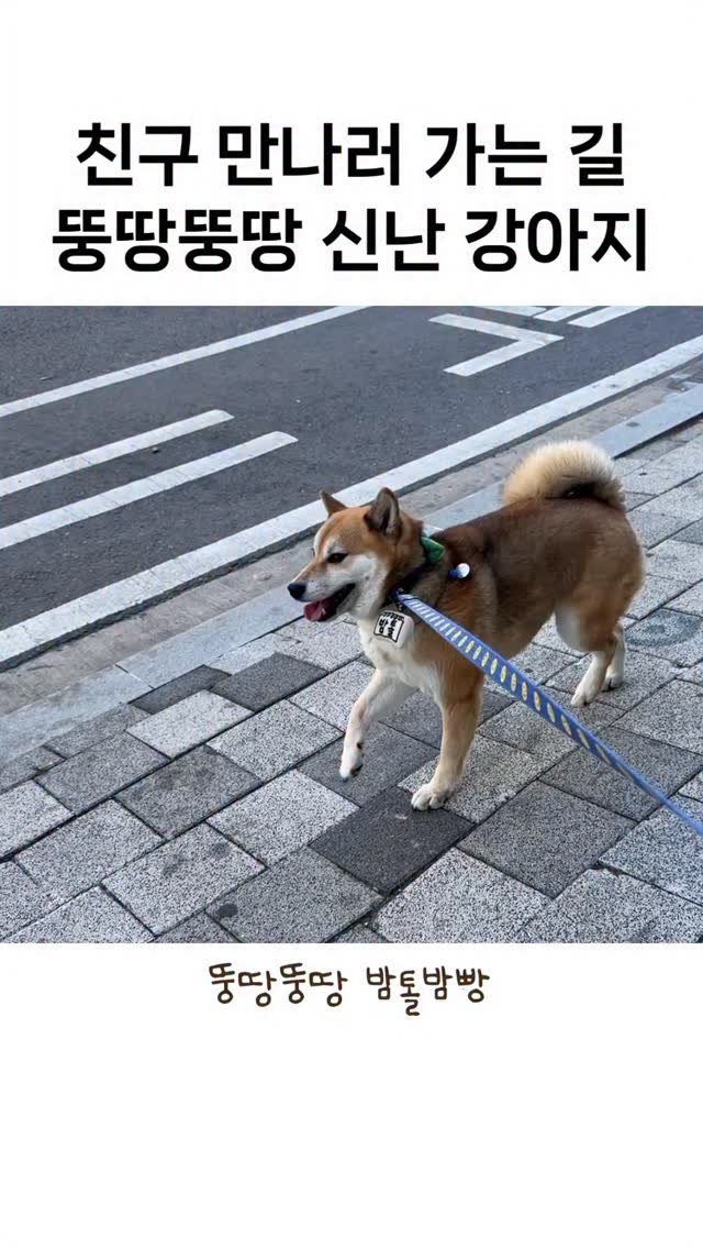 sosimbamtol 게시물 이미지: 댕댕이 친구들을 만나러 가는 시바견의 발걸음🐾
뚱땅뚱땅 밤톨이랑 밤빵이랑
댕댕이...