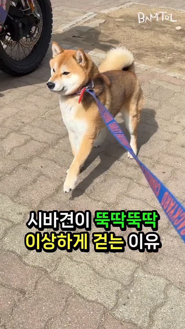 sosimbamtol 게시물 이미지: 뚝딱뚝딱 걷는 강아지 최밤톨🐶
저번에는 똑같이 생긴 시바견 형아 보고
당황해서...