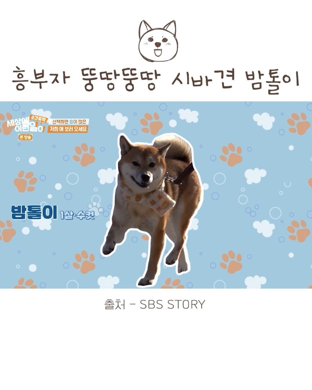 sosimbamtol 게시물 이미지: ⭐️강아지 흥부자 뚱땅뚱땅 밤톨이⭐️
밤톨이와 겨울에 특별한 추억을...