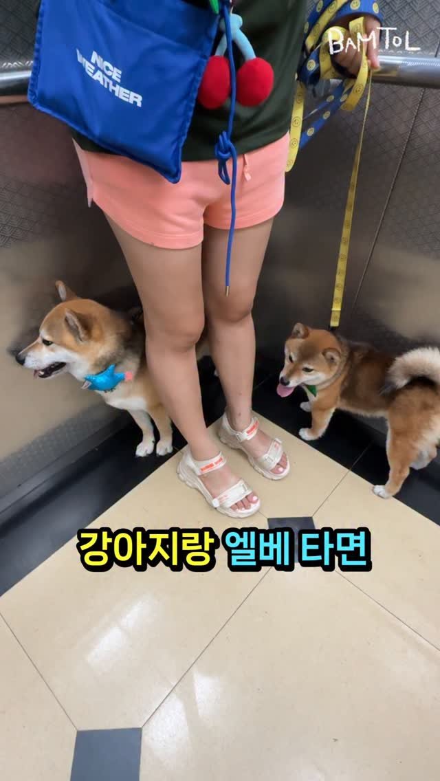 sosimbamtol 게시물 이미지: 강아지랑 엘베타기🐶🦊
밤톨 밤빵 사이좋게 
엘베도 타고 산책도 하고
사이좋게...