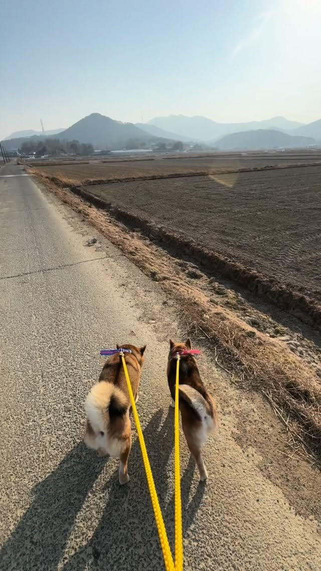 sosimbamtol 게시물 이미지: 우리가 함께한 시간🐶
때로는 귀찮기도하고 피곤하기도 한 산책길🍃
하지만 가장 행복한...