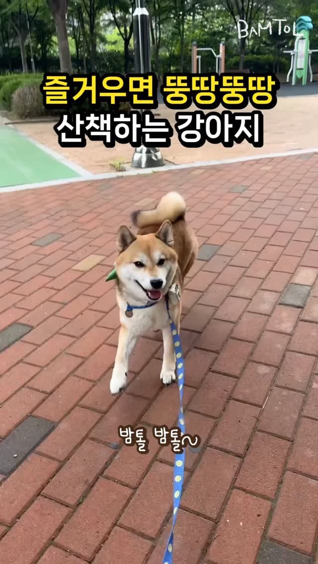 sosimbamtol 게시물 이미지: #광고 뚱땅뚱땅 신나게 산책했더니
발이 꼬질꼬질 해진 강아지들🐾
뽀송뽀송 발관리...