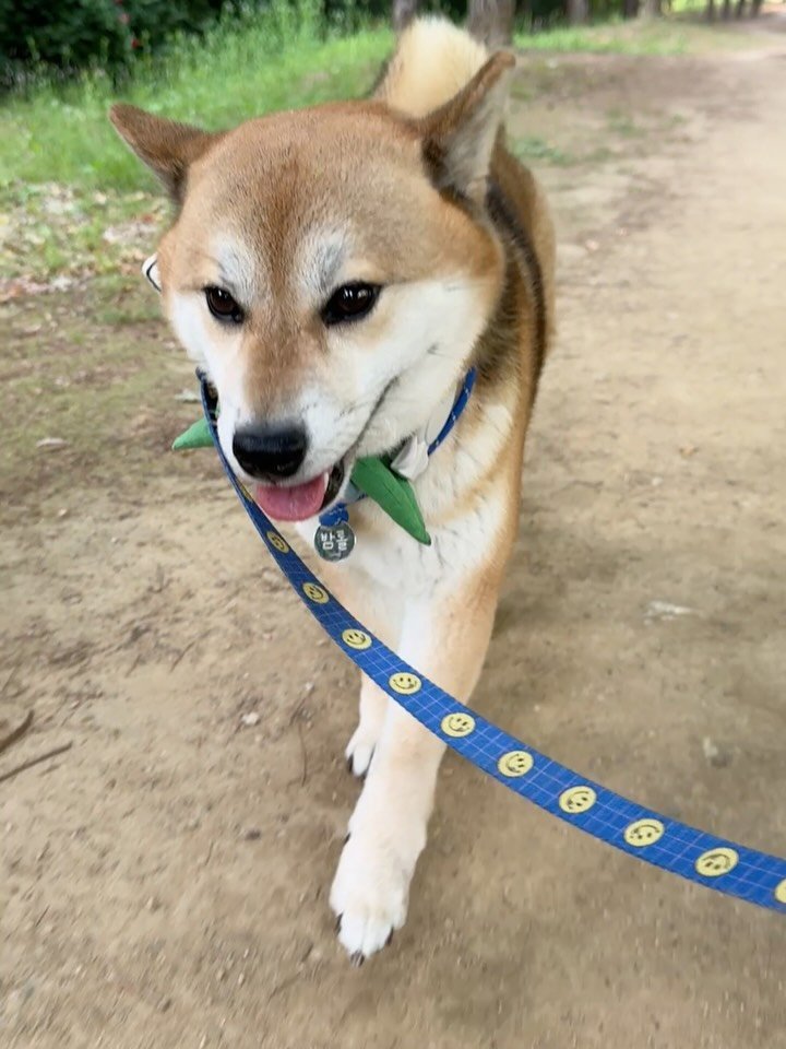 sosimbamtol 게시물 이미지: 한 놈이 말 잘 들으면🐶
다른 한 놈이 말 안 듣고🍃
마음대로 되는 게 잘...