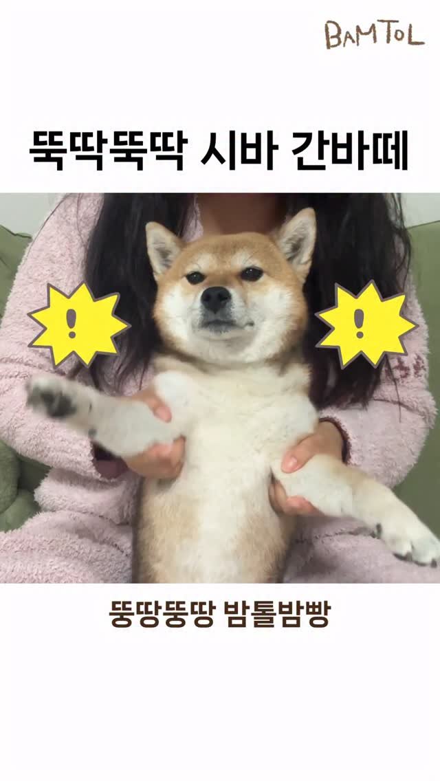 sosimbamtol 게시물 이미지: 뚝딱뚝딱 시바 간바떼⭐️
@bread.bam 

#しばいぬ #柴犬 #간바레