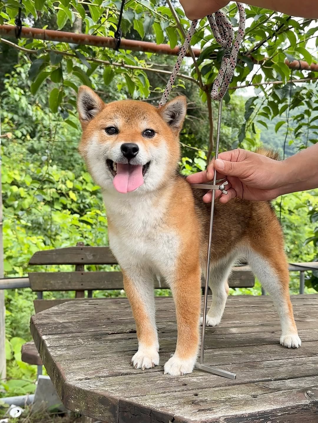 Photo shared by 뚱땅뚱땅 시바견 밤톨이 on September 11, 2025 tagging @shibanara, and @bread.bam. May be an image of dog, red panda, fox and text.