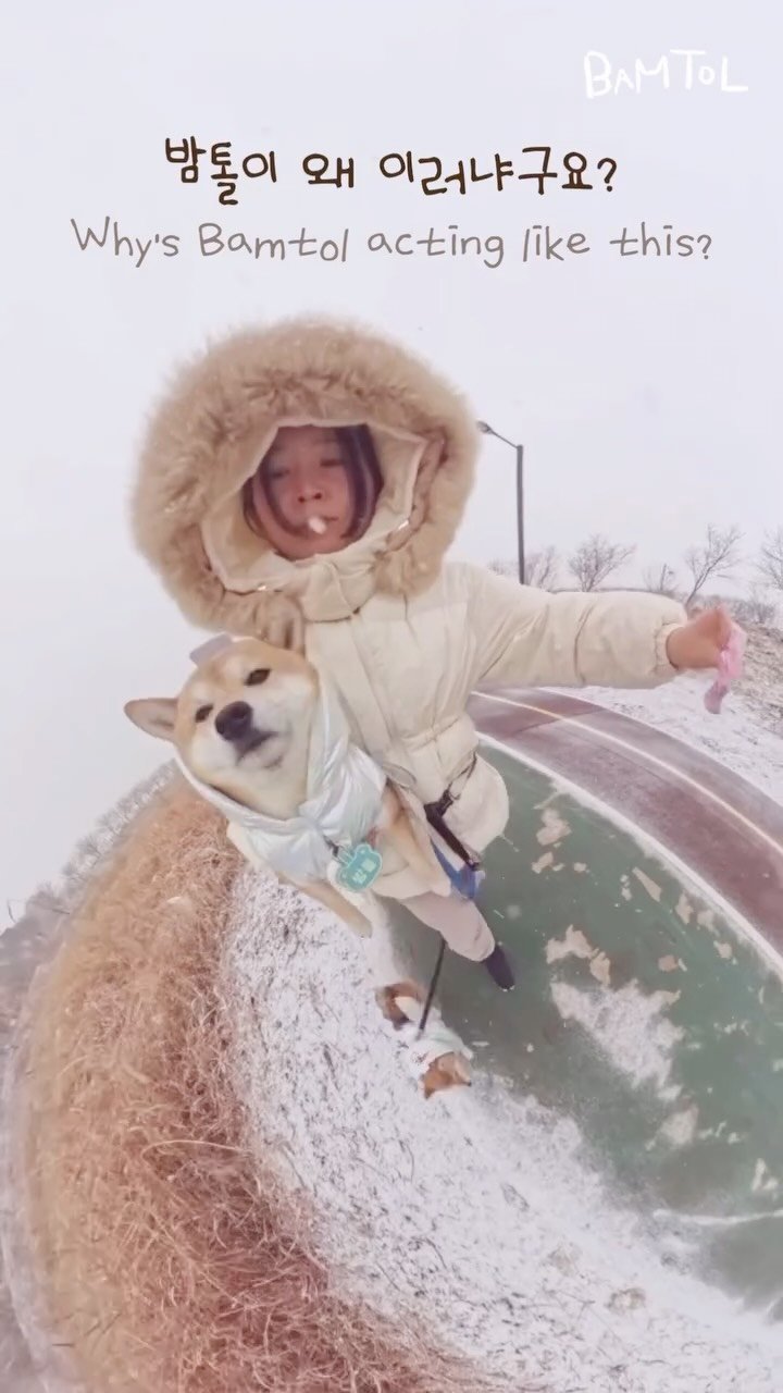 sosimbamtol 게시물 이미지: 폭설이 내리던 날 걷지않는 강아지는…
A dog that won‘t walk in...