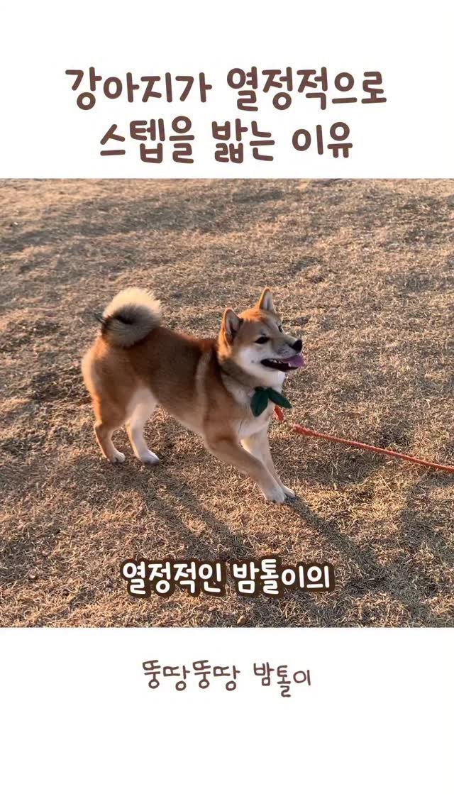 sosimbamtol 게시물 이미지: 내가 널 좋아하는 이유💖
오늘의 힐링은 밤톨이와 뚱땅뚱땅🐶🐾
모두 행복한 저녁...