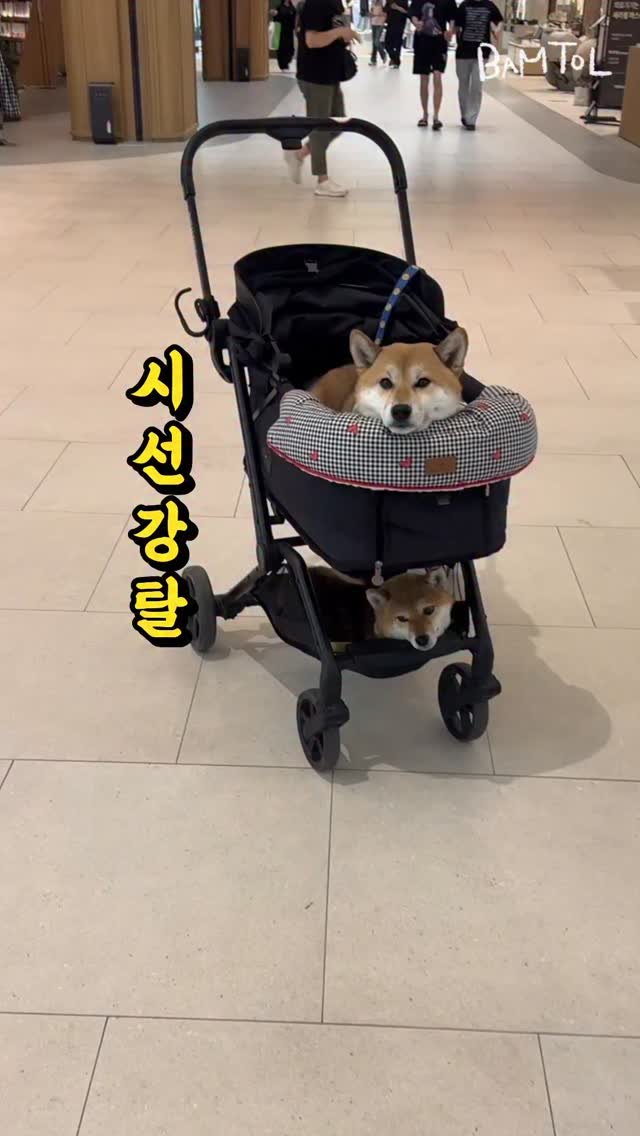 sosimbamtol 게시물 이미지: 스타필드 시선강탈 강아지들🐶
병원에 예방접종 다녀온 밤톨밤빵🌰🍞
둘이서는 개모차가...