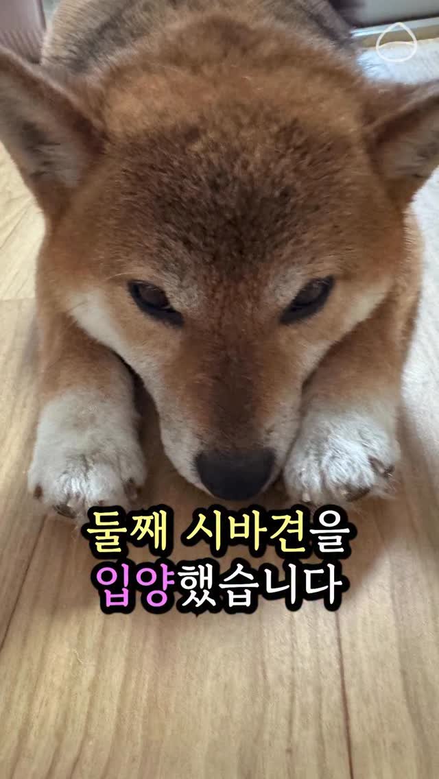 sosimbamtol 게시물 이미지: 둘째 강아지를소개합니다🐶
둘째: 최밤빵🍞
첫째: 최밤톨🌰

시바견 남매랍니다💕
말...