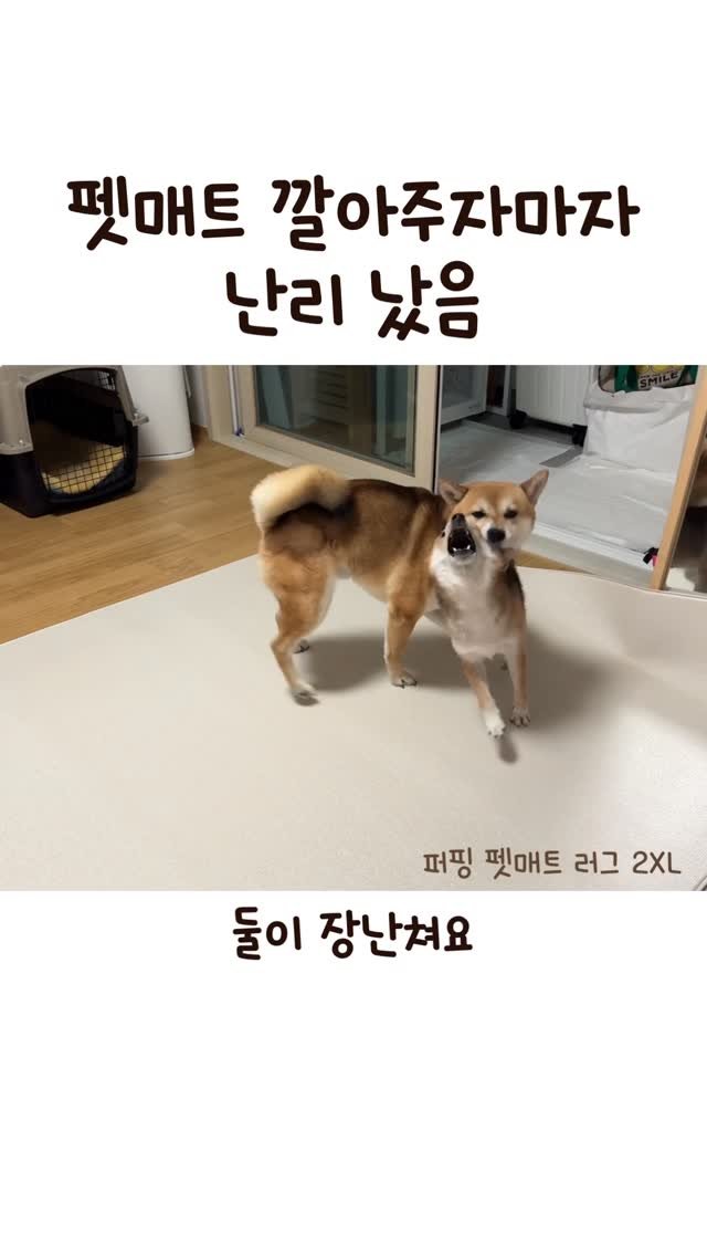 sosimbamtol 게시물 이미지: 진작 깔아줄 걸…🐶🦊
밤빵이가 오고나서
밤톨이랑 둘이 같이 놀기는 해도
뛰어다니지는...