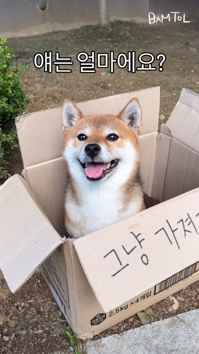 sosimbamtol 게시물 이미지: 아기 강아지 그냥 가져가세요🐶
(평창오일장 대화 오디오 재연입니다)

#시고르자브종