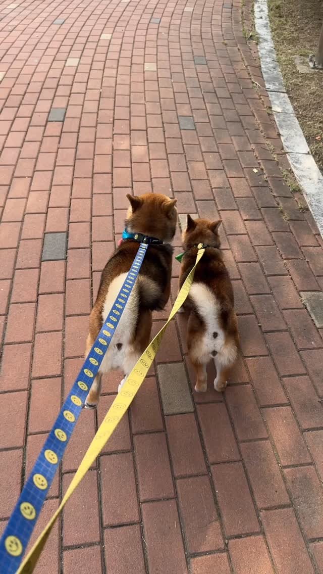 sosimbamtol 게시물 이미지: 우리 똥쟁이들🐶🦊
엉덩이가 씰룩씰룩💩

#똥마려운엉덩이