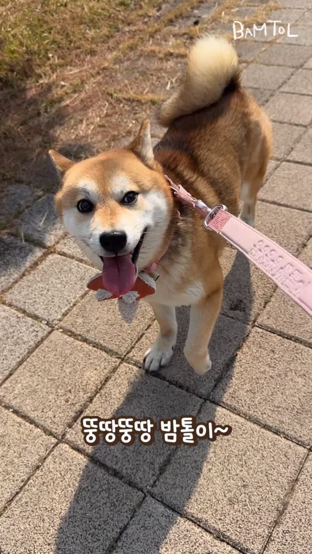 sosimbamtol 게시물 이미지: 부럽지요? 귀엽지요?
이 강아지는 제 강아지랍니다🐶
밤톨아 가자💖

#안가시바 #부럽지요