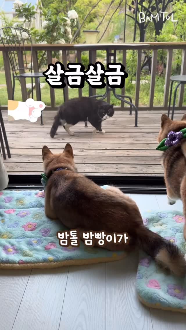 sosimbamtol 게시물 이미지: 딱 마주친 고양이와 시바견🐶😺
야옹이: 오잉 얘네 뭐야 무시
밤톨: 고양이가...