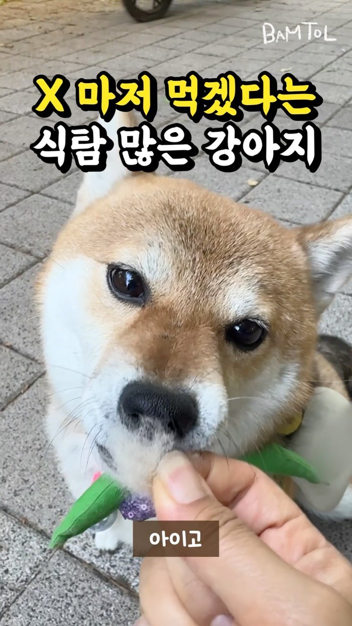 sosimbamtol 게시물 이미지: 이건 먹는 거 아니에요🐶
솜사탕 같이 생긴 밤빵이 털🍬
먹는 거 아니야...