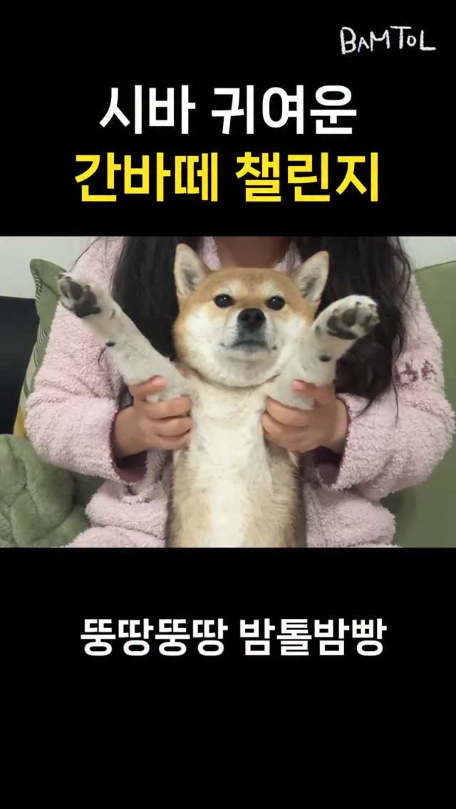 sosimbamtol 게시물 이미지: 간바레~~~🐶
@bread.bam 

#柴犬 #귀여운강아지