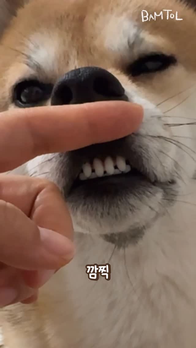 sosimbamtol 게시물 이미지: 시바견 으으릉 들어봄?
우리집 하찮은 맹수
최밤톨🐶

#시바견 #柴犬 #으르렁