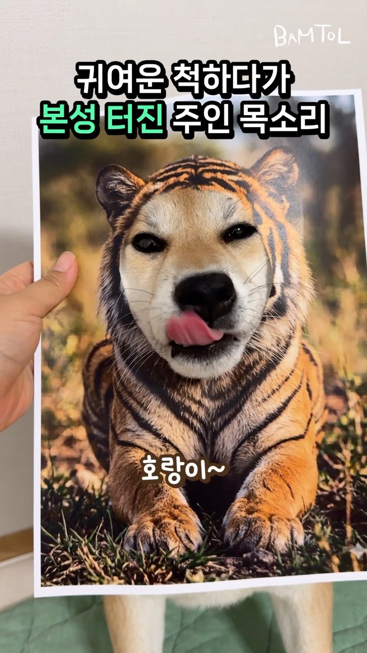 sosimbamtol 게시물 이미지: 싸가지 없는 개와 인성 터진 주인의 반전 목소리
🐶고개팍!
👩🏻아쒸!

#tiger
