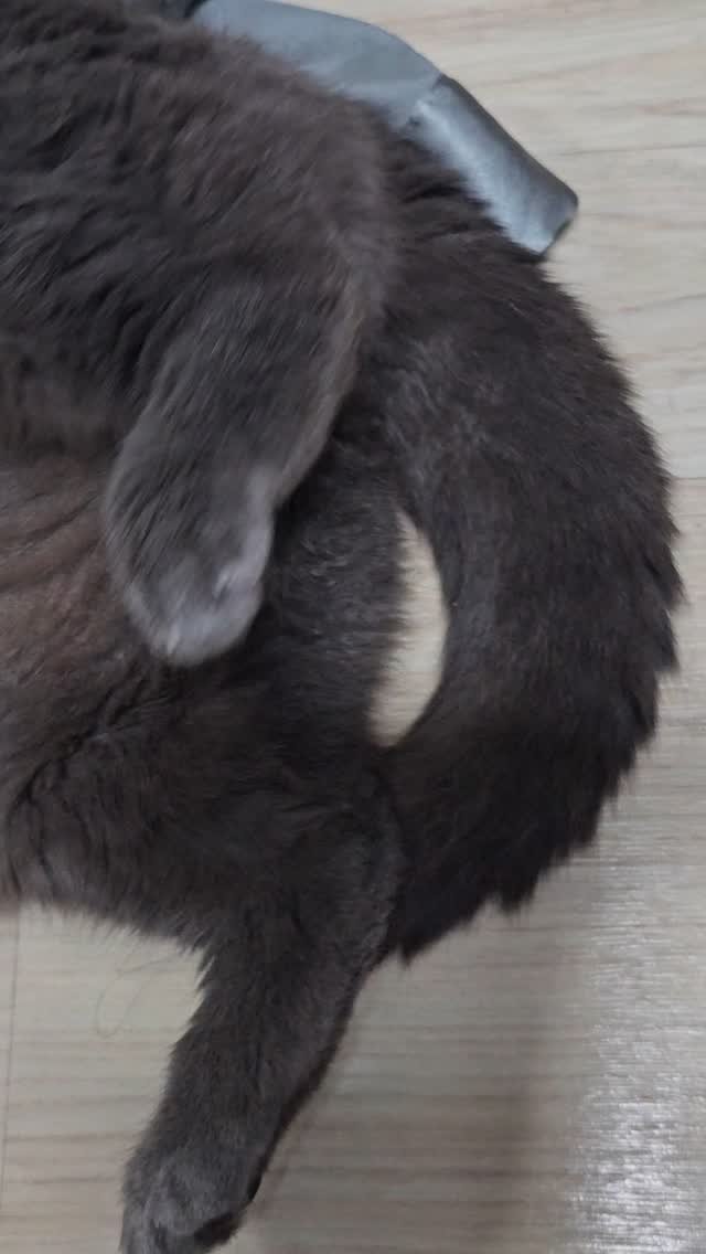 soyeon_0611 게시물 이미지: 🅟🅡🅘🅝🅒🅔 🅒🅐🅣
🐈‍⬛➰️🐈‍⬛

귀여움치사량..🕶
@so_yeon_0405