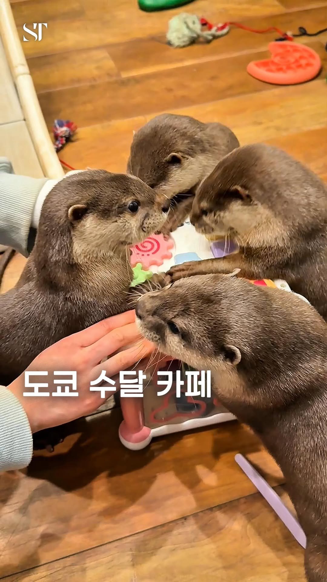 space_tamnik 게시물 이미지: 도쿄에 있는 체험형 수달 카페입니다.
이곳에서는 수달을 무릎 위에 올려놓고...