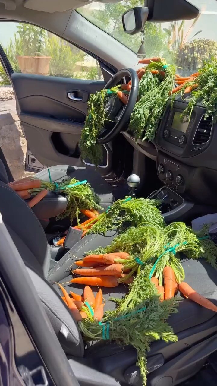 spicymoustache 게시물 이미지: Zero waste carrots 🥕 

#carrot #zerowaste #storefood