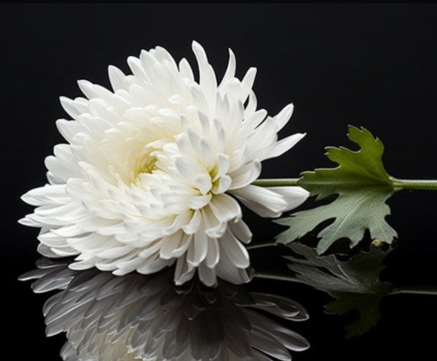 Photo by 소이현😘 on November 25, 2025. May be an image of flower arrangement, flower and text.