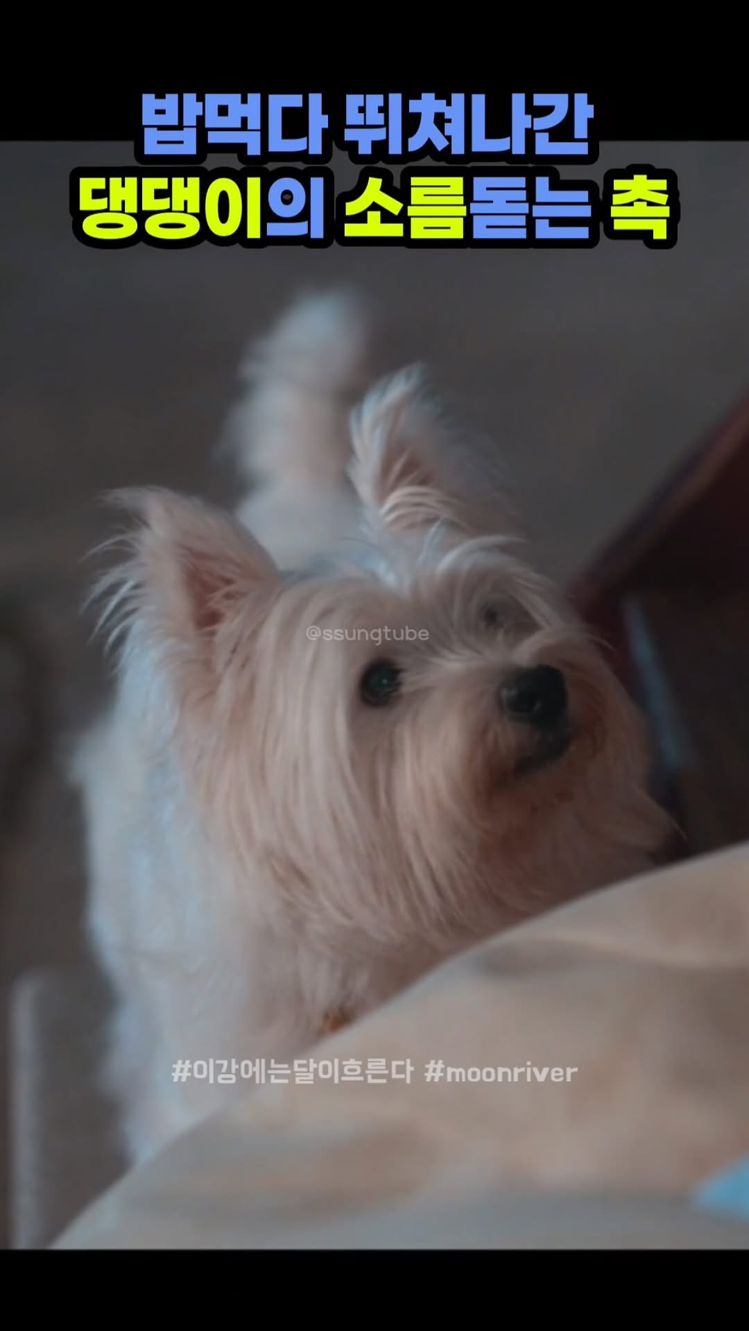 ssungtube 게시물 이미지: 밥먹다 뛰쳐나간 댕댕이의 소름돋는 촉
.
.
.
#이강에는달이흐른다 #릴스...