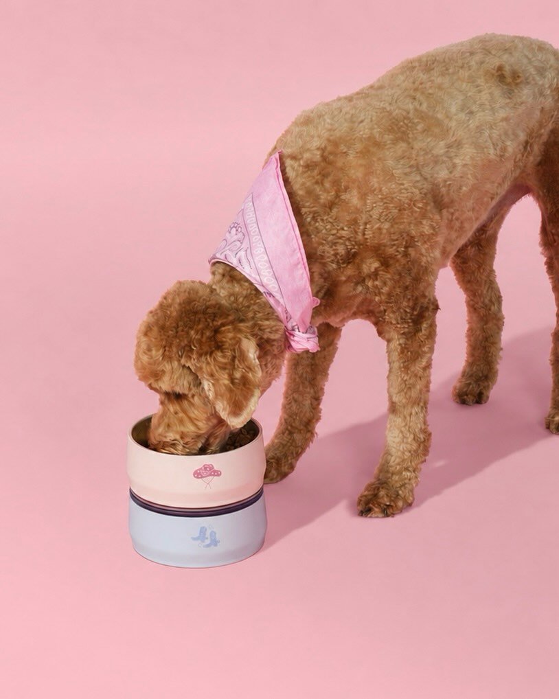 stanley1913_indonesia 게시물 이미지: A perfect pair. Match your four-legged...