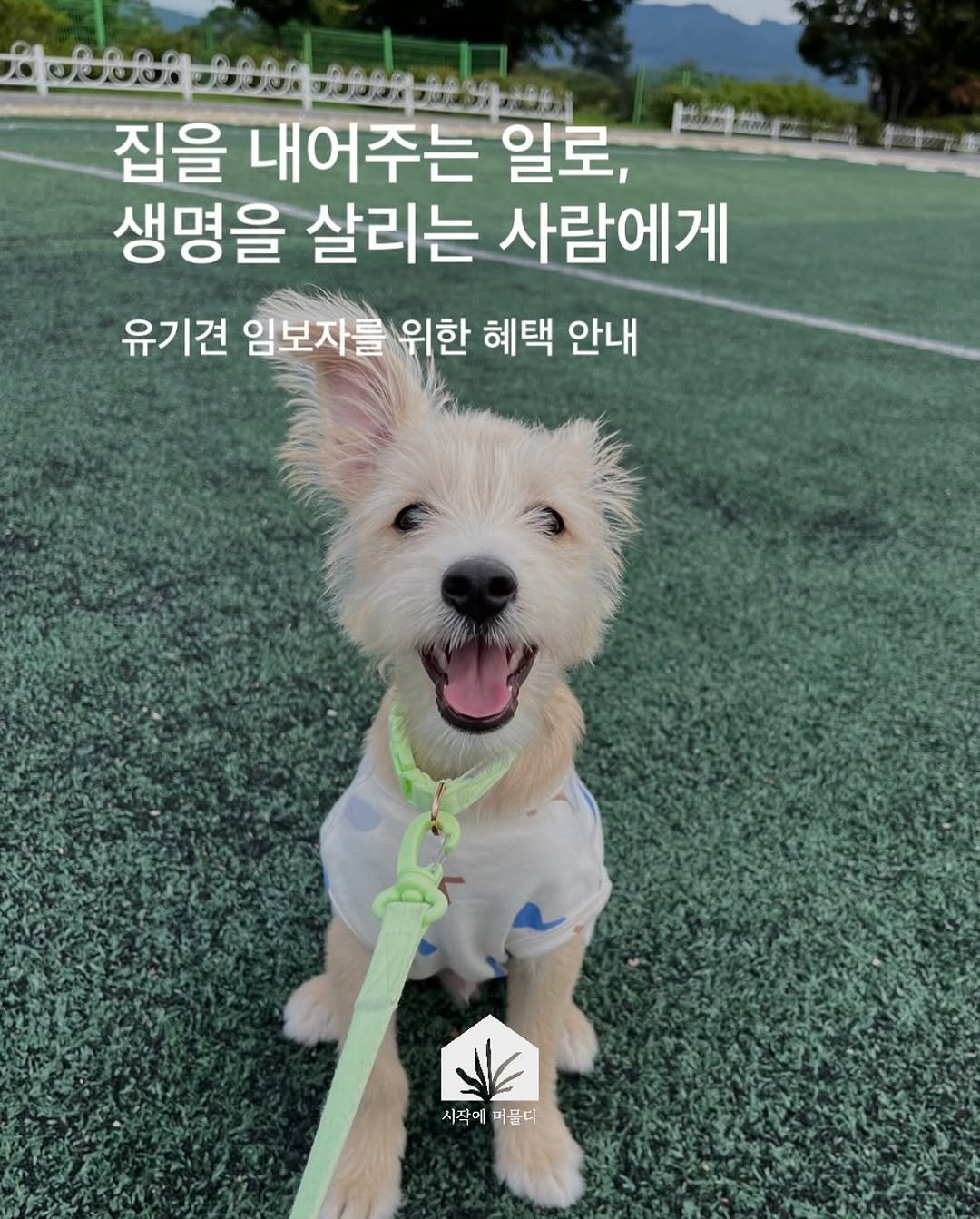 Photo shared by 시작에 머물다 | 옥천 감성숙소 on February 14, 2026 tagging @gamjane_house. May be an image of Norwich terrier and text that says '世日康 F 집을 내어주는 일로, 생명을 살리는 사람에게 유기견 임보자를 위한 혜택 안내 시작에 시작에머름다 머릅다'.