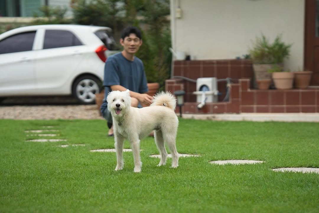 Photo by 시작에 머물다 | 옥천 감성숙소 on September 07, 2025. May be an image of 1 person, Bedlington terrier, grass and text.