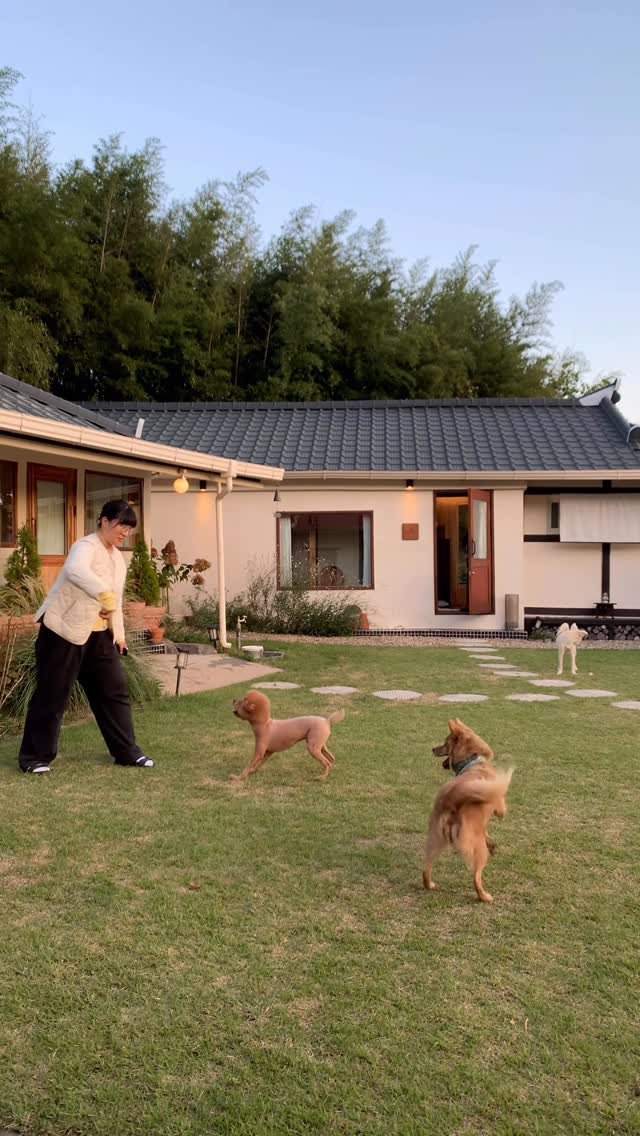 stay_the.beginning 게시물 이미지: 이 두 강아지는 한 집 강아지가 아닙니다 😅
푸들은 파트1 손님 강아지,
다른 갈색...