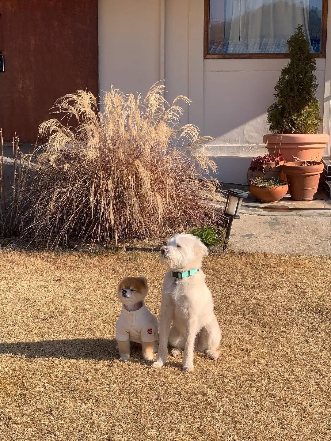 Photo by 시작에 머물다 | 옥천 감성숙소 on January 01, 2026. May be an image of Bedlington terrier and text.