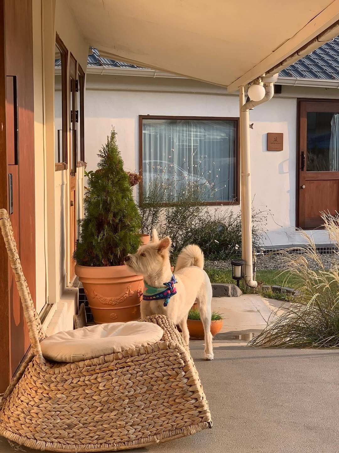 Photo by 시작에 머물다 | 옥천 감성숙소 on November 15, 2025. May be an image of Norwich terrier, chaise lounge and text.